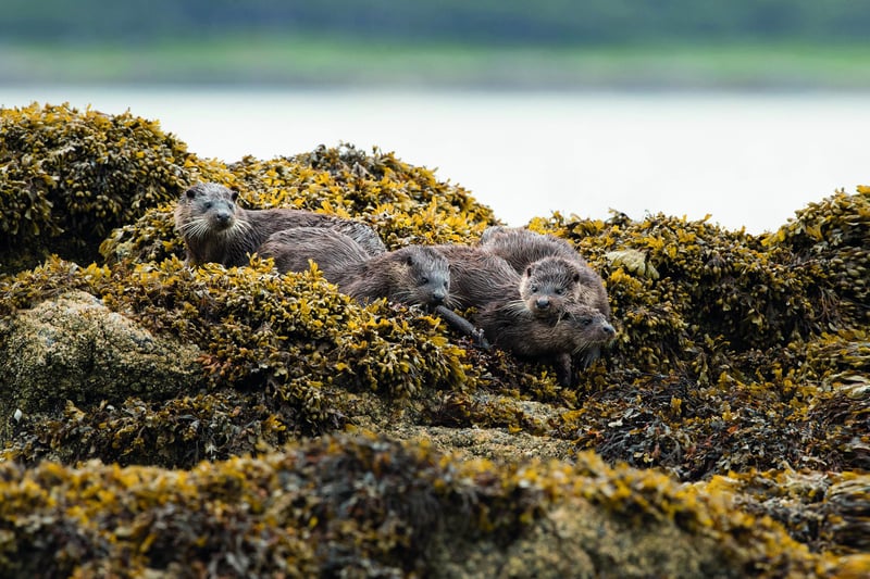 Otters often indulge in games and frolics when they're not tracking down their next meal
