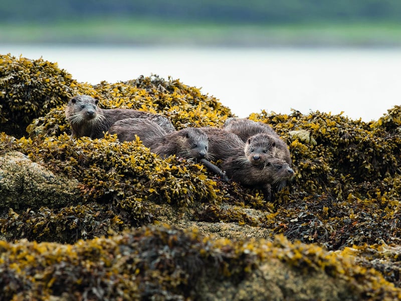 Otters often indulge in games and frolics when they're not tracking down their next meal