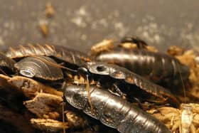 Cockroaches invading UK homes this season