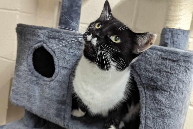 Tippy is a 6 year old female Domestic Short Hair who loves affection and is a massive biscuit maker on her beds. She is not a massive fan of being picked up but she loves strokes! Tippy does not like other cats so a animal only home would suit her and kids of secondary school age