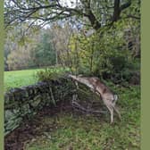The deer was spotted by a concerned walker who called the RSPCA to rescue the animal