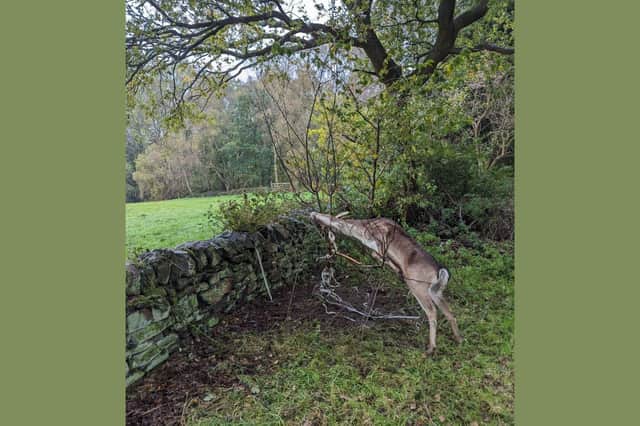 The deer was spotted by a concerned walker who called the RSPCA to rescue the animal