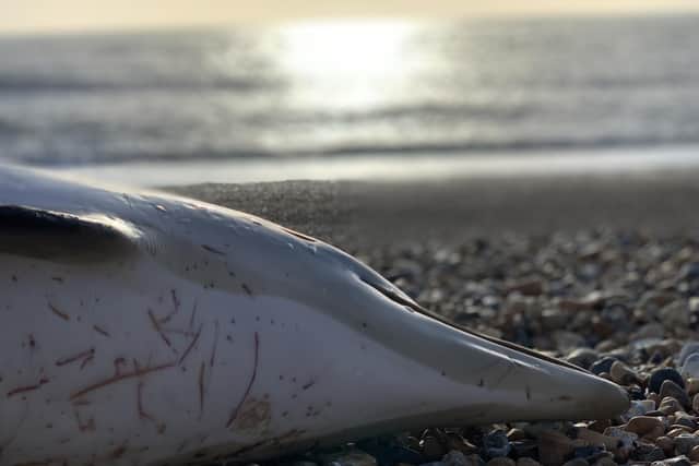 A young dolphin has been found ‘stranded’ on a beach in Sussex. Picture :Rob Deaville