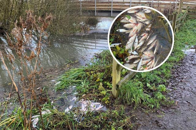 Thousands of dead and dying fish were photographed near Goldie Meadows at Nene Park