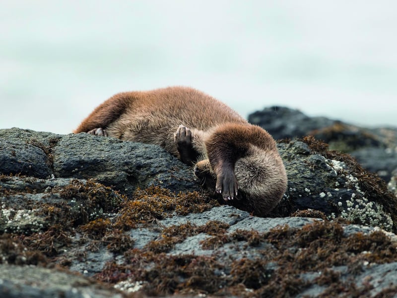 In order to keep warm in cold seas otters have pelts with fur ten times denser than a husky's