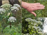 Do you know how to identify Giant Hogweed? (Photo: Shutterstock)