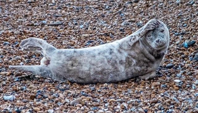 Seal on Hastings beach by Brian Bailey