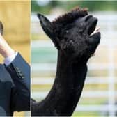 Environment Secretary backs decision to cull Geronimo the alpaca over TB concerns (Photo: Getty/PA)