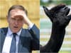 Environment Secretary backs decision to cull Geronimo the alpaca over TB concerns