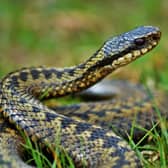 There has been a reported rise in rural and coastal parts of the UK of adder snakes