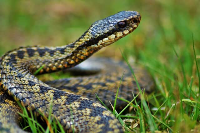While many animals' breeding seasons are well underway, the adder is just emerging from hibernation and looking for romance. If you are lucky you might see two or more male adders 'dancing' - a fight where the snakes intertwine and attempt to push each other to the ground in a bid to mate with their female of choice.