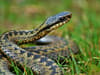 Are adders poisonous? Surge of venomous snakes spotted on UK beaches - can they harm humans?