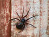 Warning false widow spider bites could lead to hospitalisation as numbers rise in UK