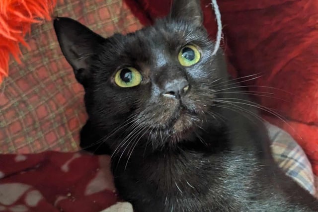 Nox is a 4-year-old domestic short haired female who is described as 'beautiful but timid'. Nox is looking for a home where she is the only animal, and any cat savvy children are to be of secondary school age