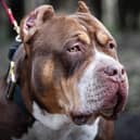 Owners of XL Bully dogs have to comply with a new set of restrictions
