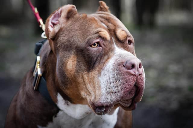 Scottish owners of XL Bully dogs have to comply with a new set of restrictions (Photo: Adobe Stock)