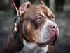XL Bully ban: What Scottish dog owners need to know - as Scotland releases details on its own breed ban