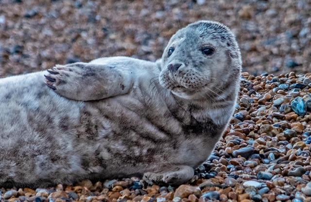 Seal on Hastings Beach by Brian Bailey