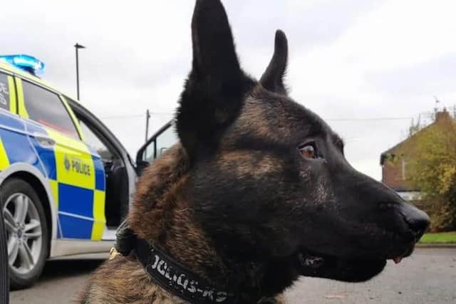 The police dog caught the suspect who was hiding in a Christmas tree in Sheffield