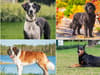 13 big dog breeds: large dogs that are popular UK pets - from Newfoundland to Doberman and German Shepherd