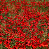 Poppies are a symbol of Remembrance Day