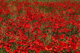 Poppies are a symbol of Remembrance Day