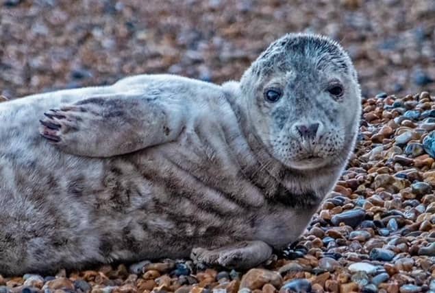 Seal on Hastings beach by Brian Bailey