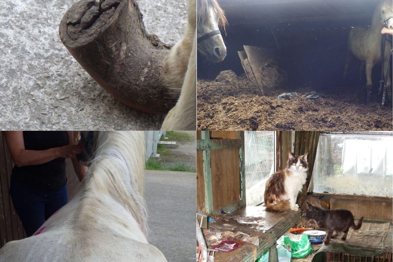 The RSPCA has released images of the "dreadful conditions" horses and cats were kept in at Judy Shaw and Peter Hardy's paddocks