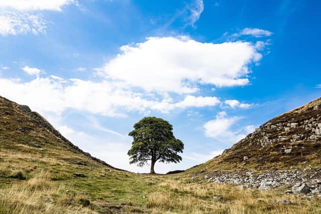 The Sycamore Gap tree by Hadrian's Wall is one of the most photographed trees in the UK. (Picture: Pixabay)