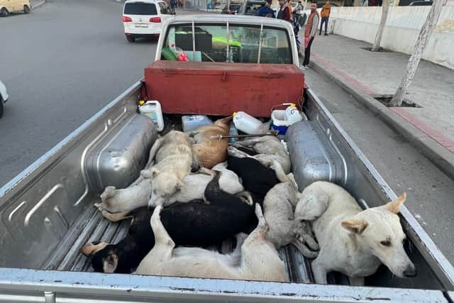 Frightened dogs on a truck in Morocco - Animal News Agency
