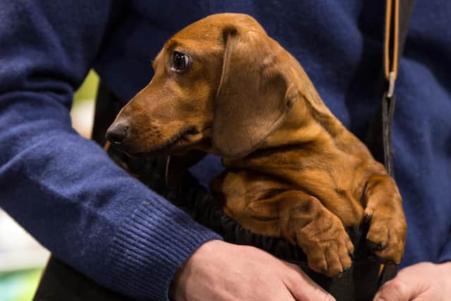 A man carries his Miniature Smooth-Haired Dachshund at Crufts in 2018. (Photo: Oli Scarff/AFP via Getty Images)