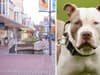 XL Bully: 'Dangerous' dog seized by police after biting person in Southsea and remains in kennels