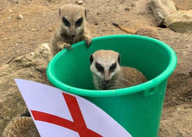 The meerkats have predicted an England win (Photo: Submitted)