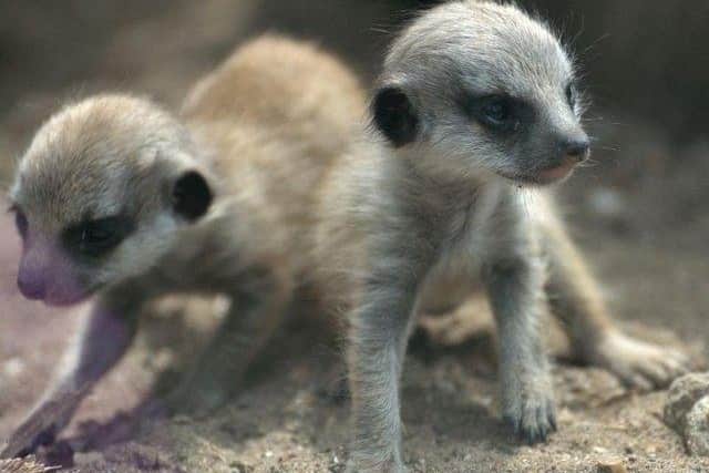 The Meerkat pups - Sunday night will prove whether they are indeed 'mystic' (Photo: Submitted)