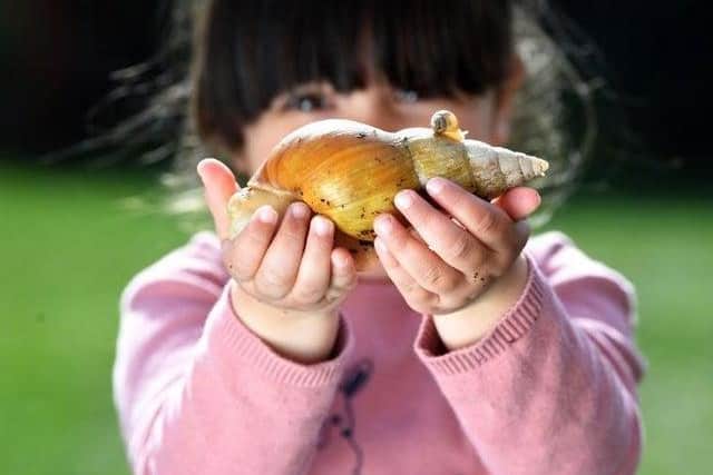 Ella Butlin, three, with an albino giant African land snail and one of its babies