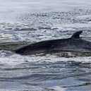 The Minke whale, between three to four metres long, was freed on Sunday after it became stuck on Richmond lock's boat rollers, but will now be put to sleep (Photo: Yui Mok/PA Wire/PA Images)