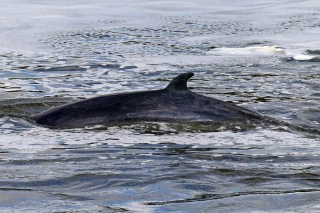 The Minke whale, between three to four metres long, was freed on Sunday after it became stuck on Richmond lock's boat rollers, but will now be put to sleep (Photo: Yui Mok/PA Wire/PA Images)