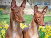 Haley Reynolds's Pharaoh Hounds Chase and Sienna will compete in Crufts this weekend.