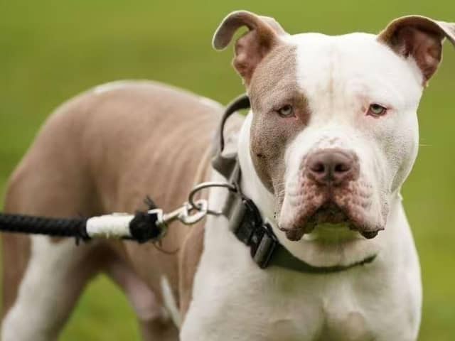 An XL Bully that savaged a “terrified” woman outside her home to leave her “living in fear” has now been confiscated.