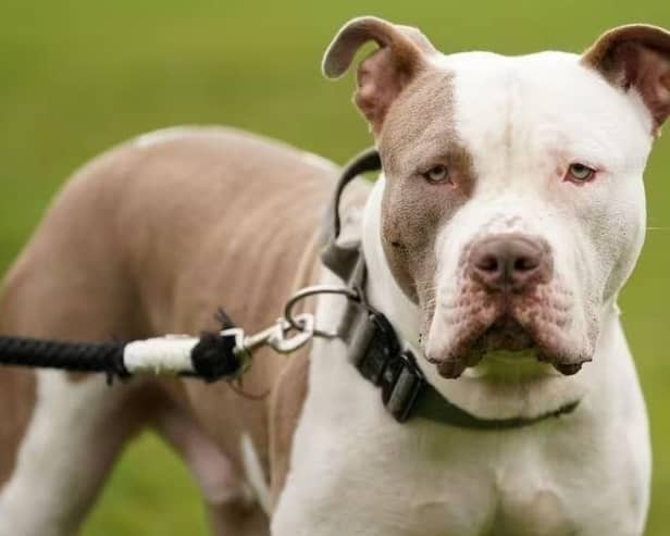 An XL Bully that savaged a “terrified” woman outside her home to leave her “living in fear” has now been confiscated.