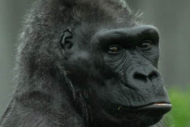 Delilah, the oldest gorilla in the UK and one of the oldest in the world has sadly died