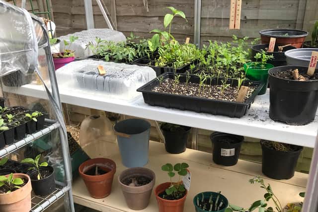 Inside Carly's greenhouse she is growing fruit, vegetables and flowers - including strawberries, aubergine and cosmos