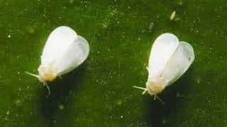 The Whiteflies are 1mm in length