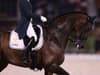 How do they get horses to the Olympics? Horse passports, planes and quarantine rules explained