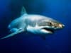 Great white shark: why is Nukumi the shark heading for the UK - and how common are sightings in Europe?