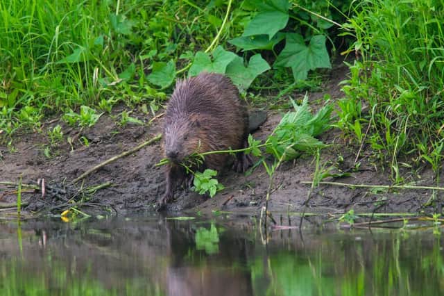 Beavers could be reintroduced to England (Getty Images)