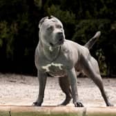 A court has ordered two XL Bully dogs be put down after a woman was injured in Sheffield in March 2023.