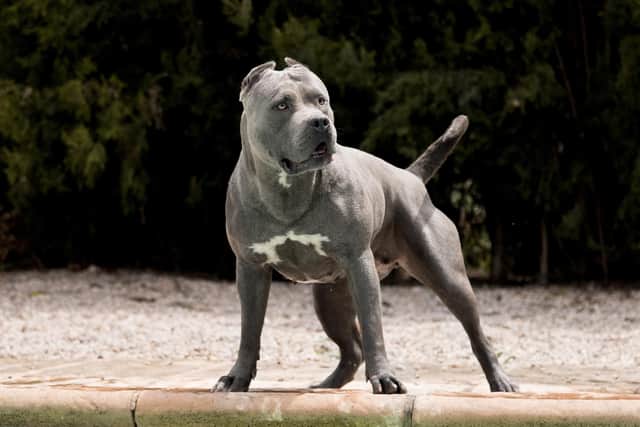 File photo. A court has ordered two XL Bully dogs be put down after a woman was injured in Sheffield in March 2023.
