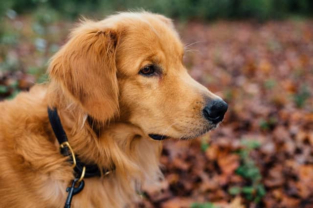 Golden Lab