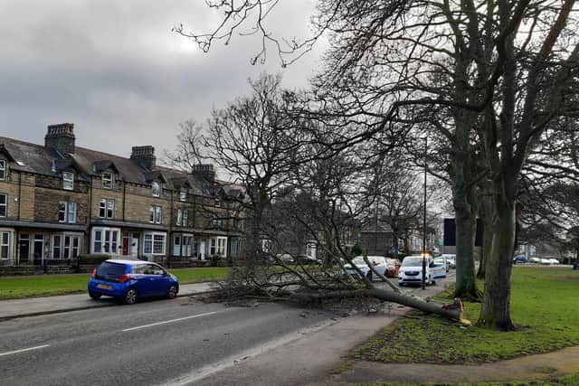New storm chaos - A mile-long traffic jam has formed on Skipton Road in Harrogate after Storm Otto brought down a tree.